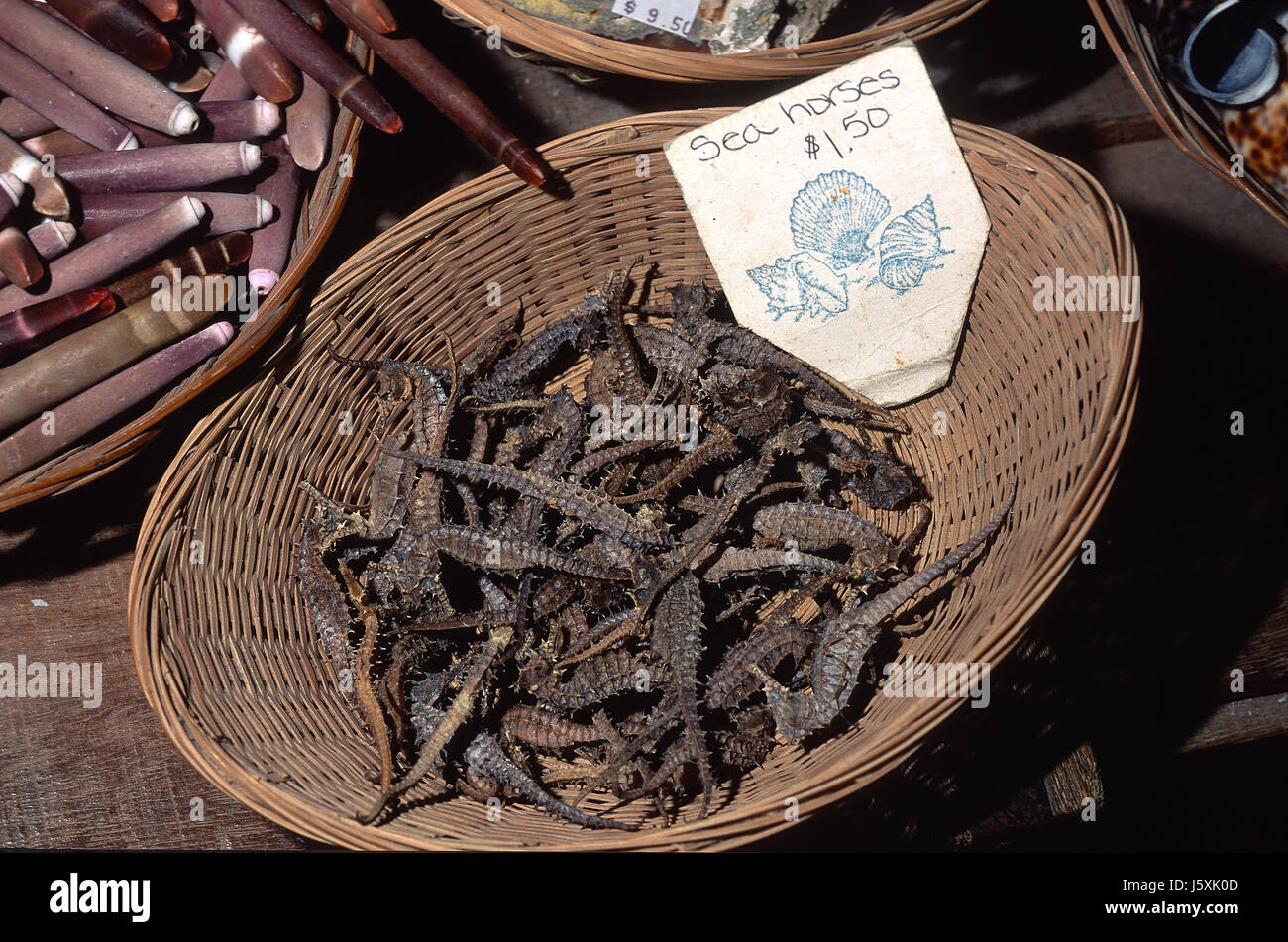 Getrocknete Seepferdchen im Curio shop Stockfoto