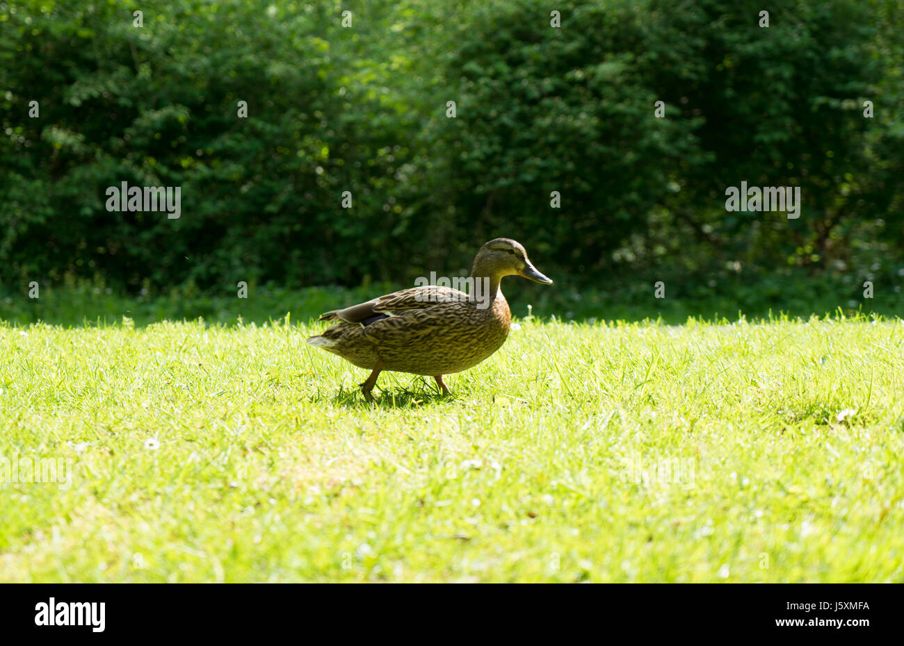 Ente auf dem Rasen im park Stockfoto