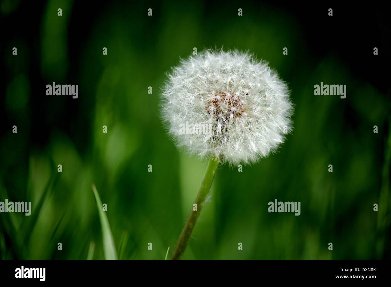 Nichts ist so erfrischend wie Blumen Stockfoto