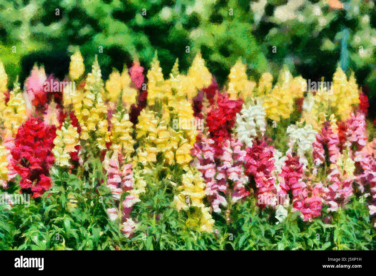 Antirrhinum Majus Blumen im Botanischen Garten Stockfoto