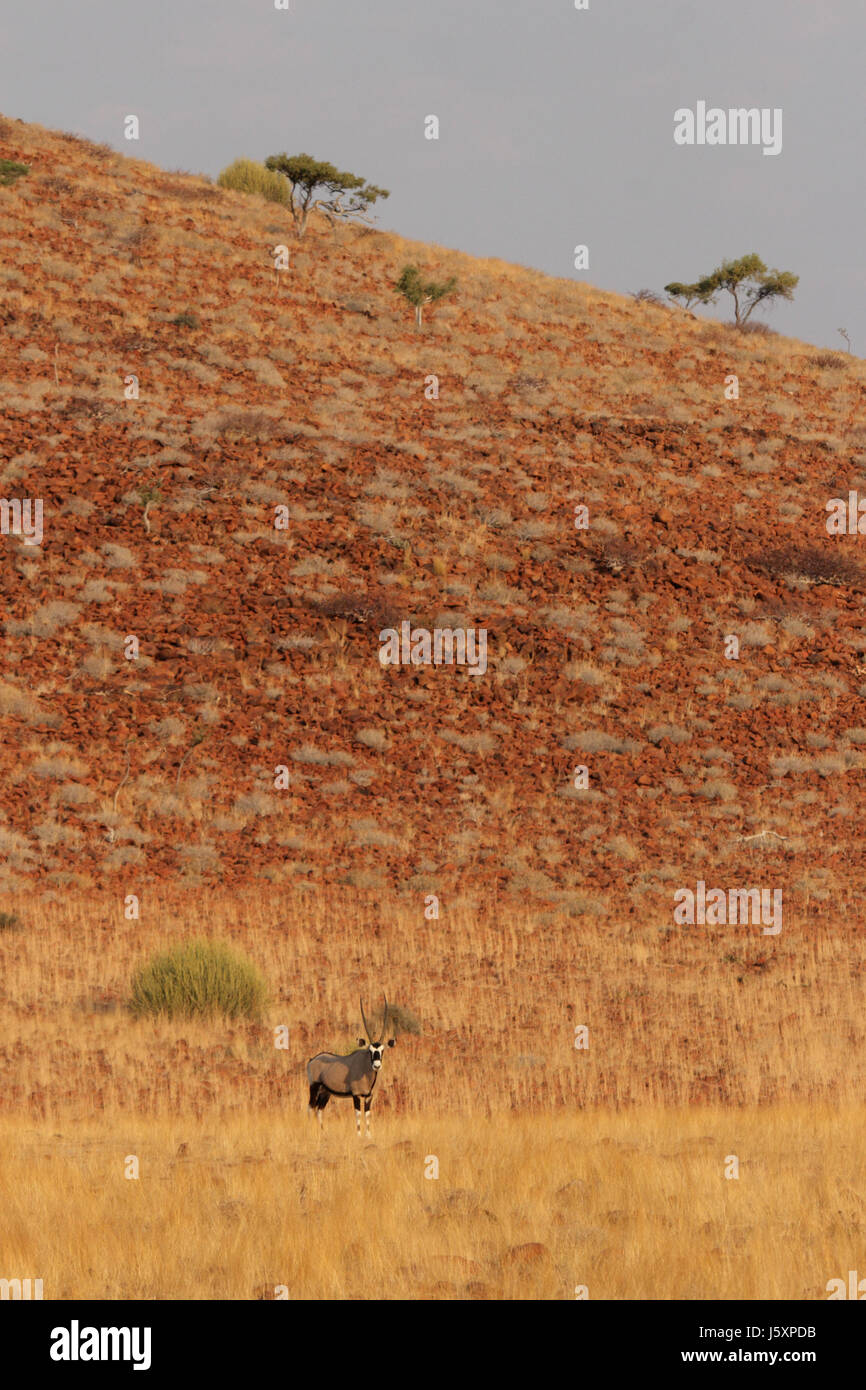 Afrika Savanne Namibias Kornette Safari Antilope Wiese Rasen Rasen grüne Wüste Stockfoto