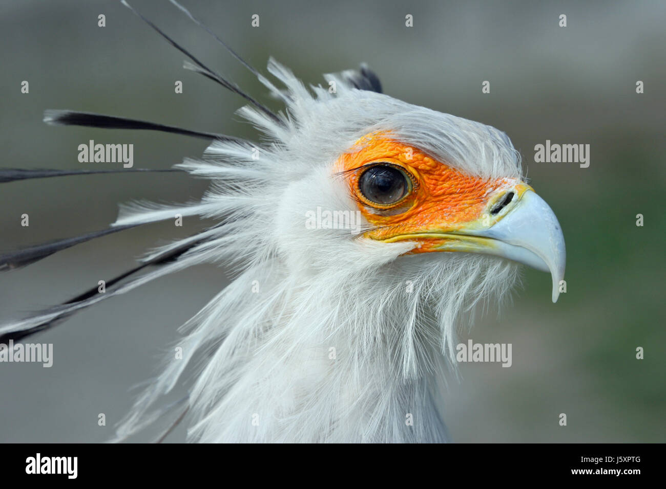 Sekretärin Tier Vogel Afrika Kenia Vögel Kreatur Safari Reisen Reise Reise Stockfoto