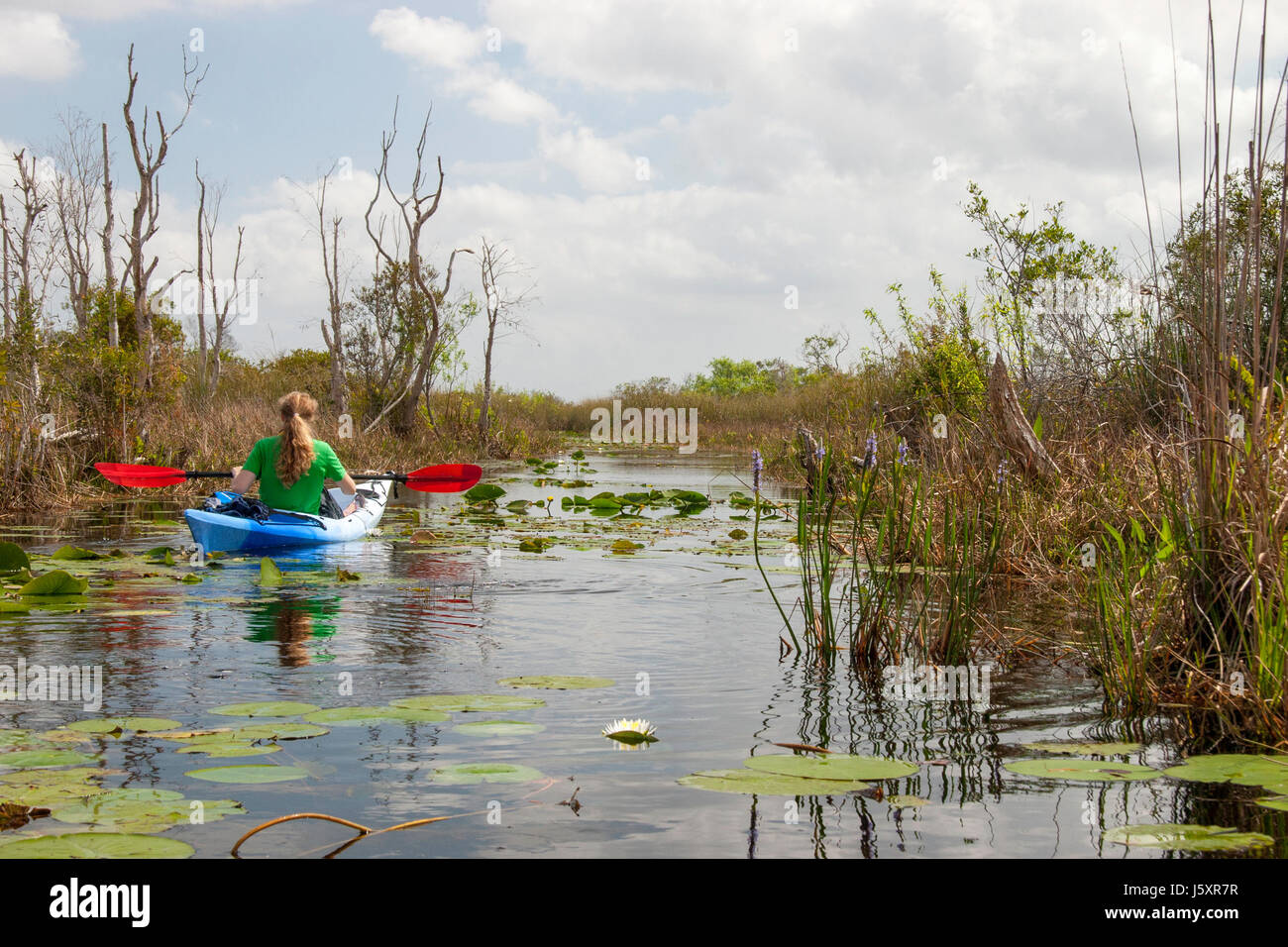 Eine junge Frau paddelt ihr blau-weißen Kajak durch die Sümpfe von South Florida Everglades Stockfoto