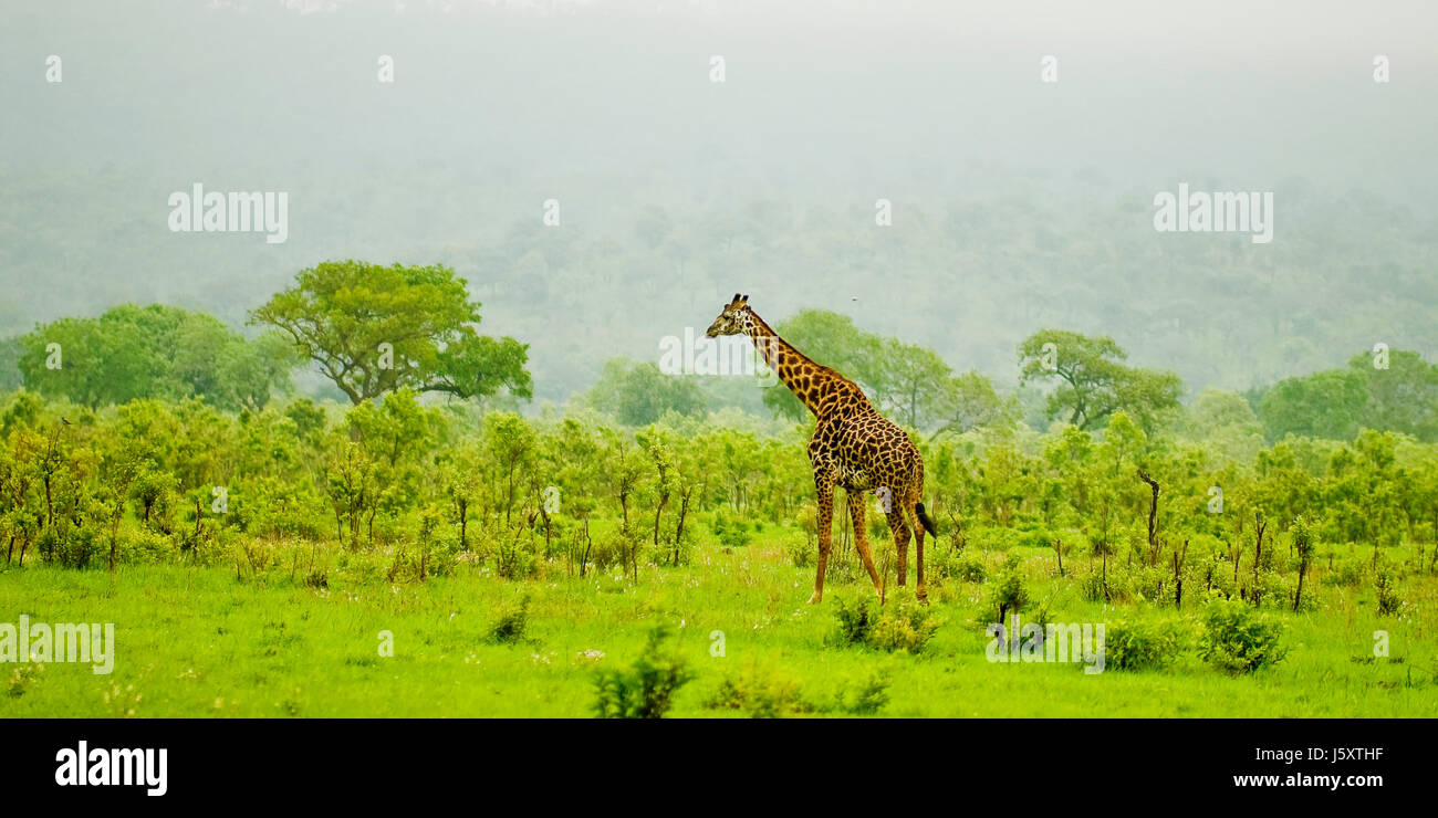 tierische wilde Afrika Savanne Giraffen jagt Wildnis Tansania Tier wild Stockfoto