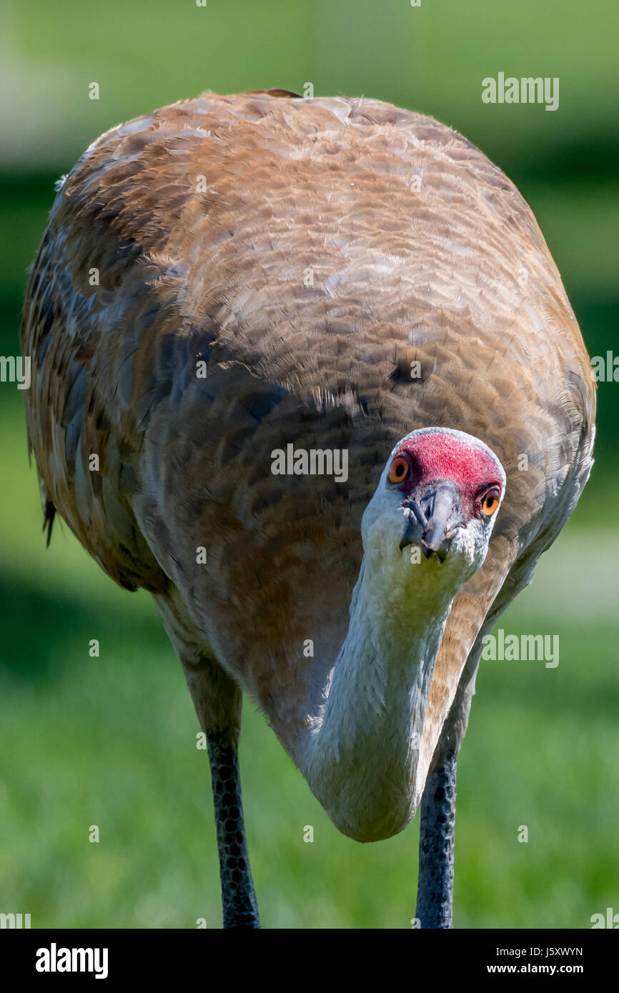 Sandhill Crane (Antigone canadensis) Erwachsene neugierig auf den Betrachter. Stockfoto