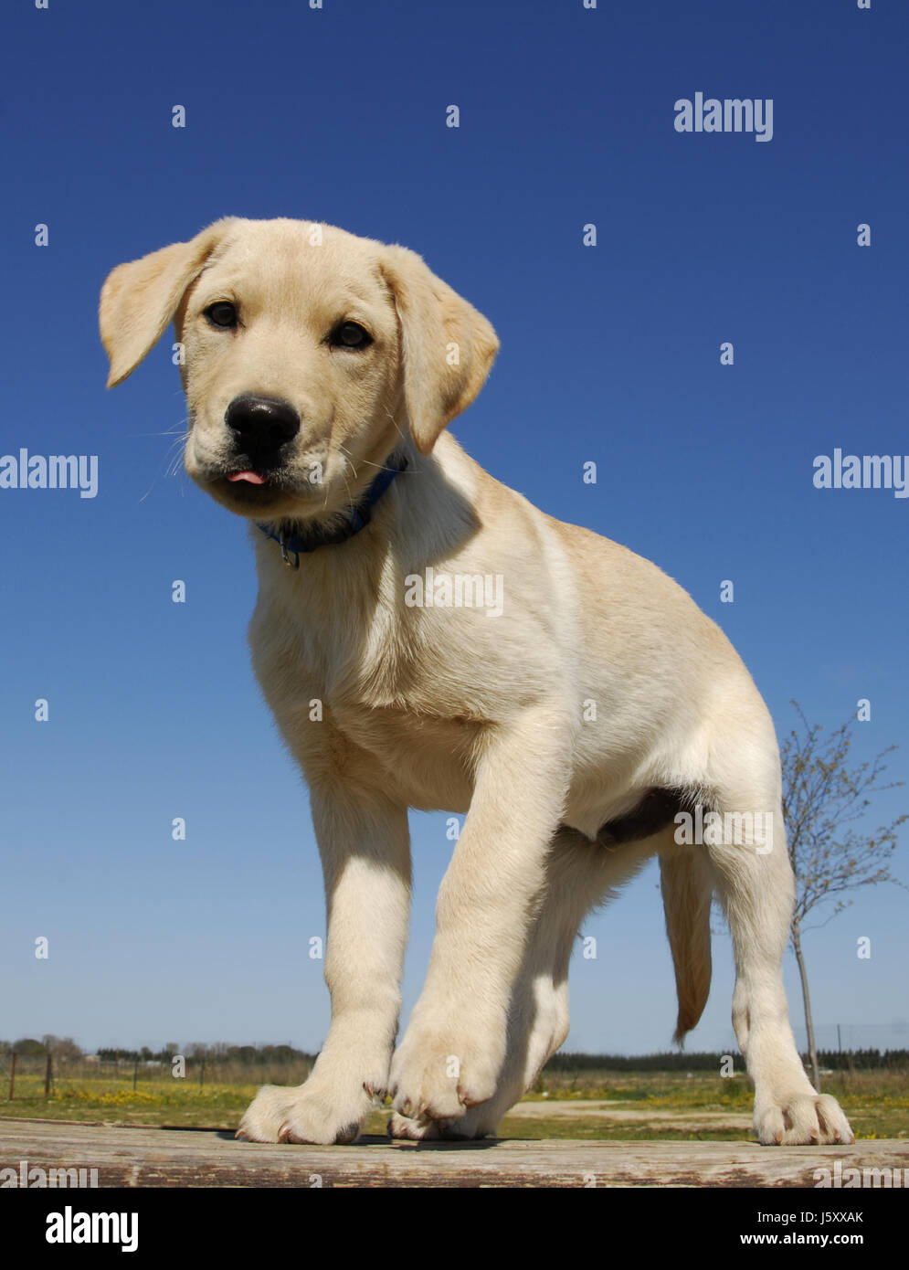 Tier Haustier Hund zum Verrücktwerden pert kokett süße Labrador schön beauteously Stockfoto
