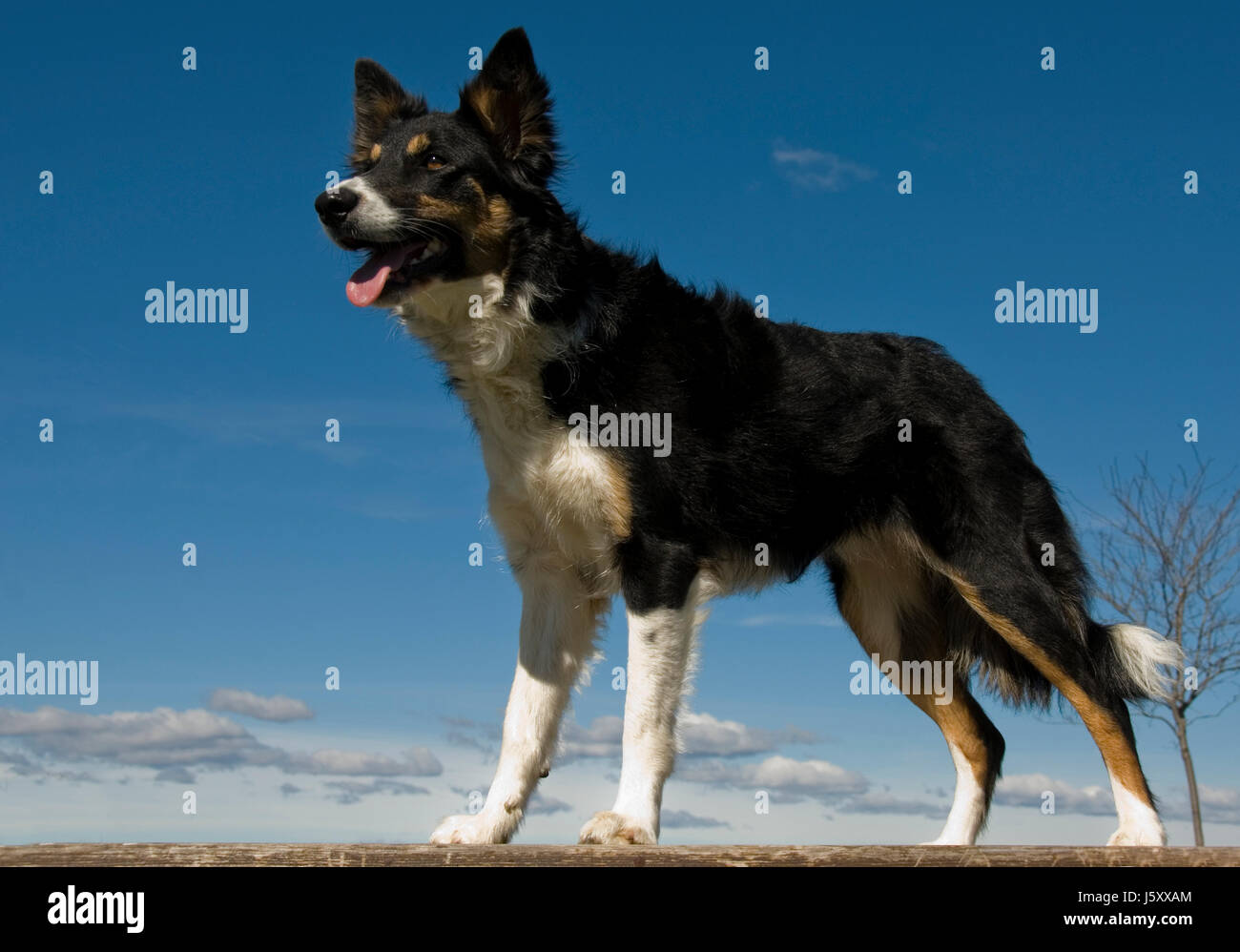 Haustier Hund Schäferhund reinrassig Ahnentafel Grenze blau schöne beauteously schön Stockfoto