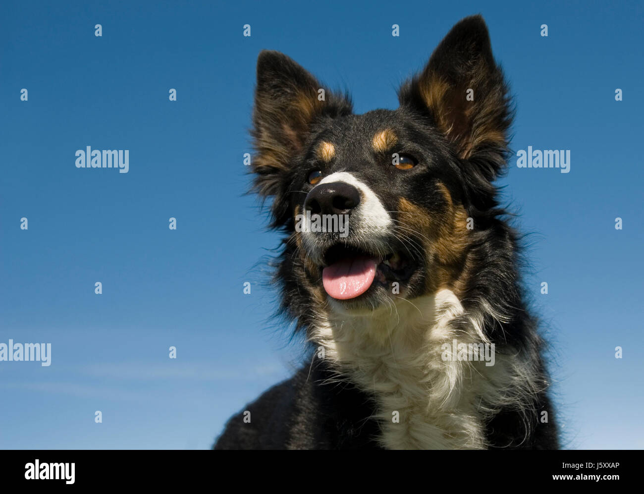 Haustier Hund Schäferhund reinrassig Ahnentafel Grenze blau schöne beauteously schön Stockfoto