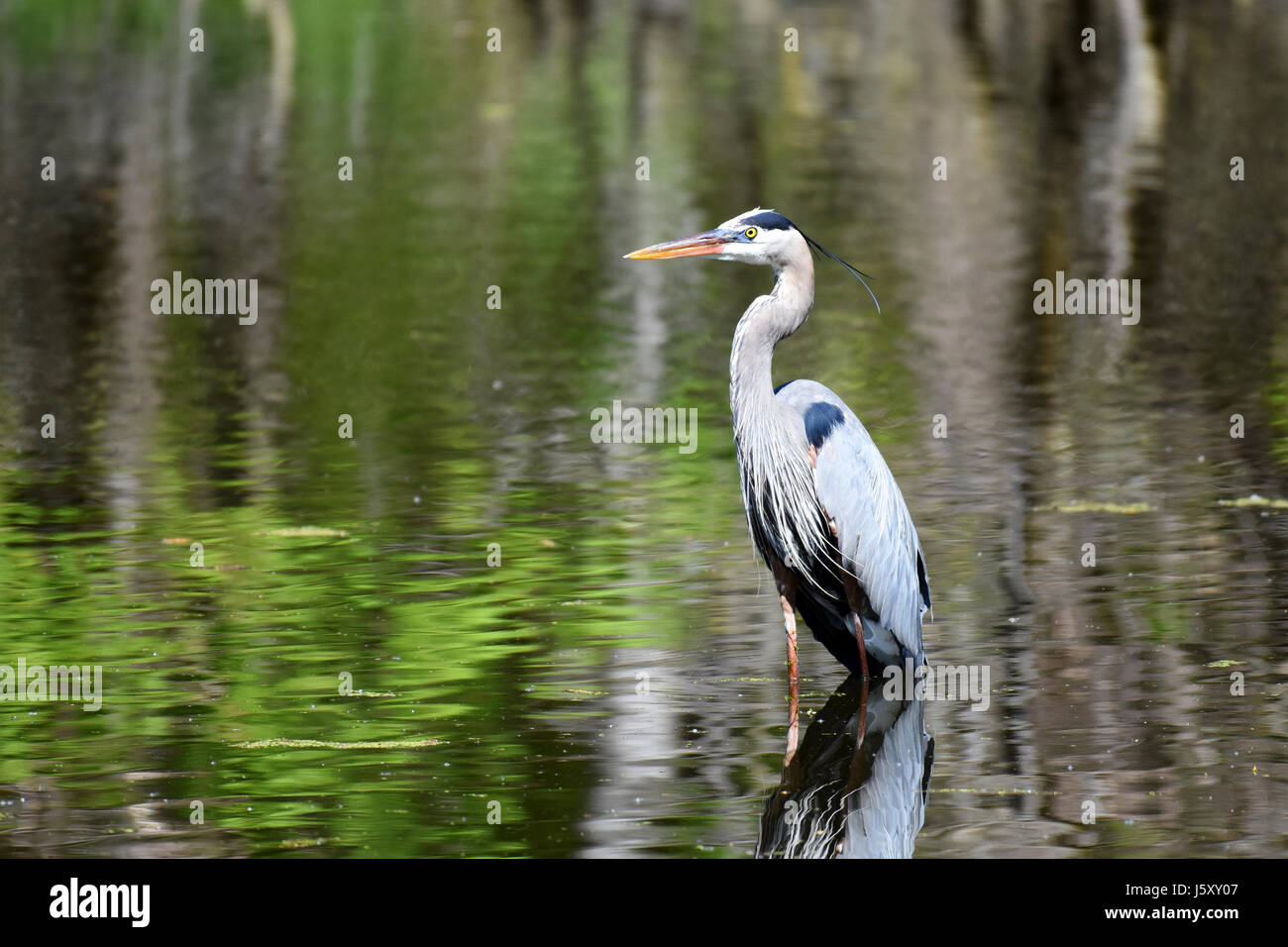 Great Blue Heron in Teich Stockfoto