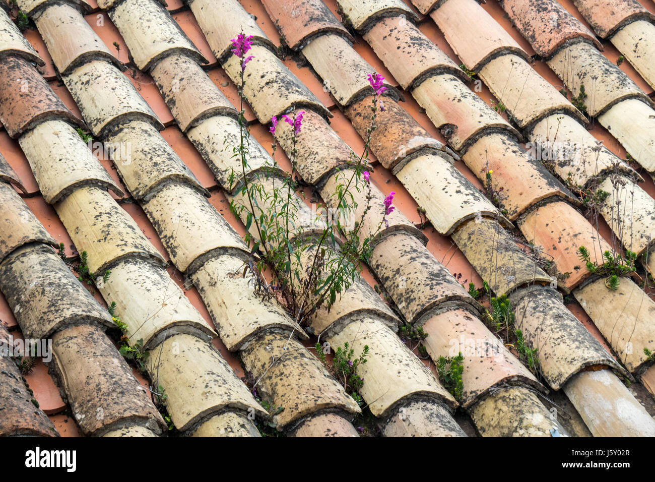 Ein Terrakotta Ziegeldach mit Moos und Unkraut auf ihm wachsen. Stockfoto