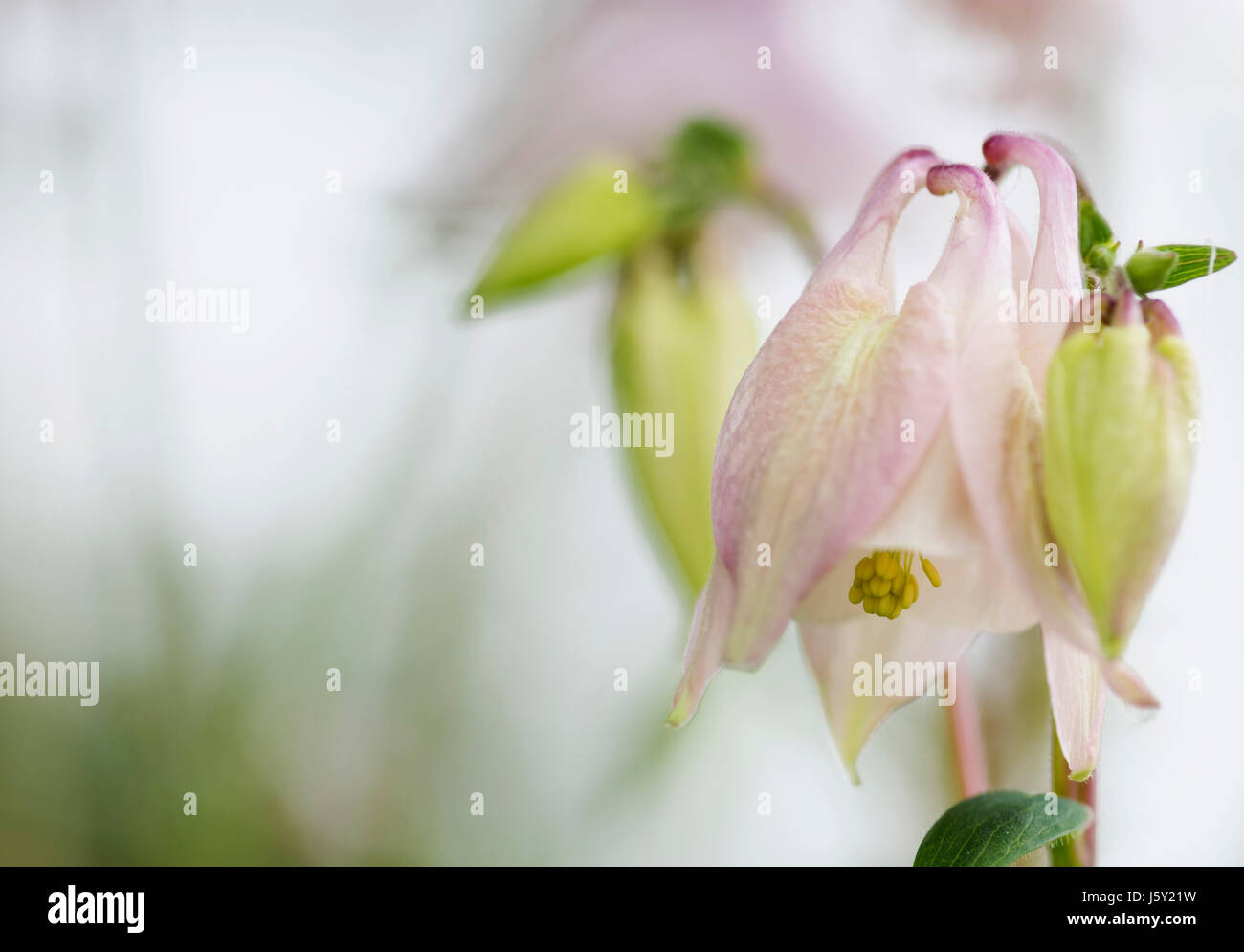 Akeleien, Columbine, Butterblume, einzelne zarte rosa Blume zeigt Staubblätter & Knospe wachsen im Freien. Stockfoto