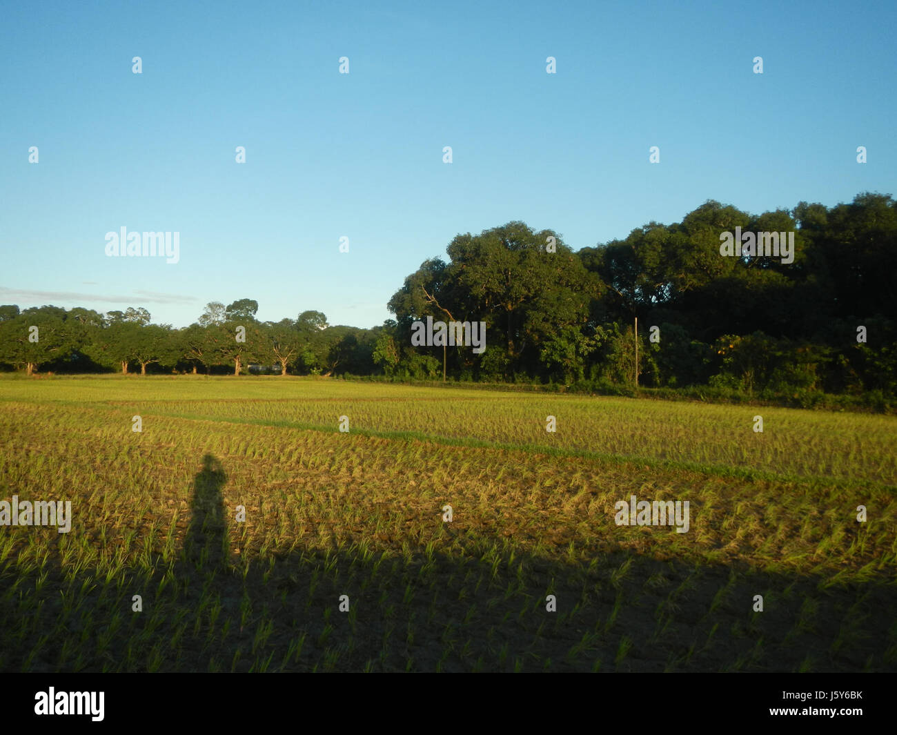 02192 Reisfelder 2017 Bau Plaridel Bypass Project Phase II Vertrag Paket IV San Rafael, Bulacan 02 Stockfoto