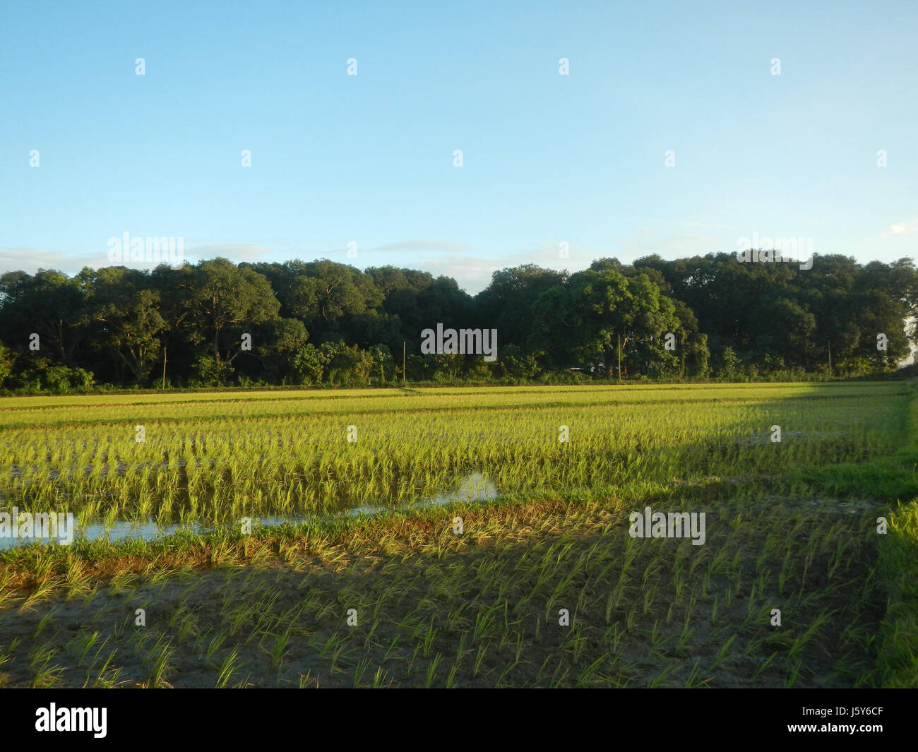 Das Plaridel Bypass Project Phase II in San Rafael, Bulacan, umfasst den Bau eines Straßennetzes, das Reisfelder durchquert und die Verkehrsinfrastruktur in der Region verbessert. Stockfoto