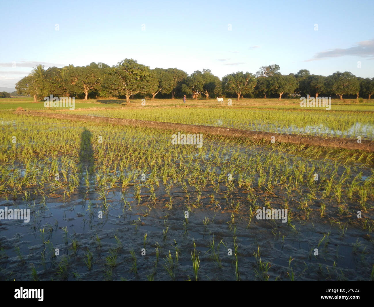 Dies bezieht sich auf das Plaridel Bypass Projekt Phase II Bau in San Rafael, Bulacan, wobei der Schwerpunkt auf den Auswirkungen der Infrastrukturentwicklung auf die umliegenden Reisfelder liegt. Stockfoto