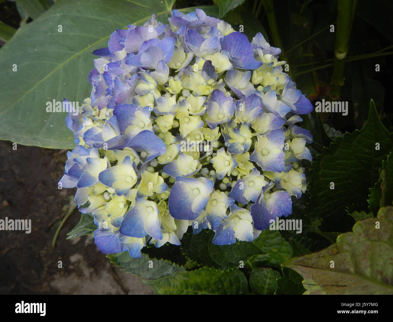 Im Mittelpunkt dieser Forschung stehen die Sorten (Sorten) von Hydrangea macrophylla, einer beliebten Zierpflanze, die auf den Philippinen angebaut wird. In der Studie werden Wachstumsbedingungen, Pflege und regionale Sorten hervorgehoben. Stockfoto