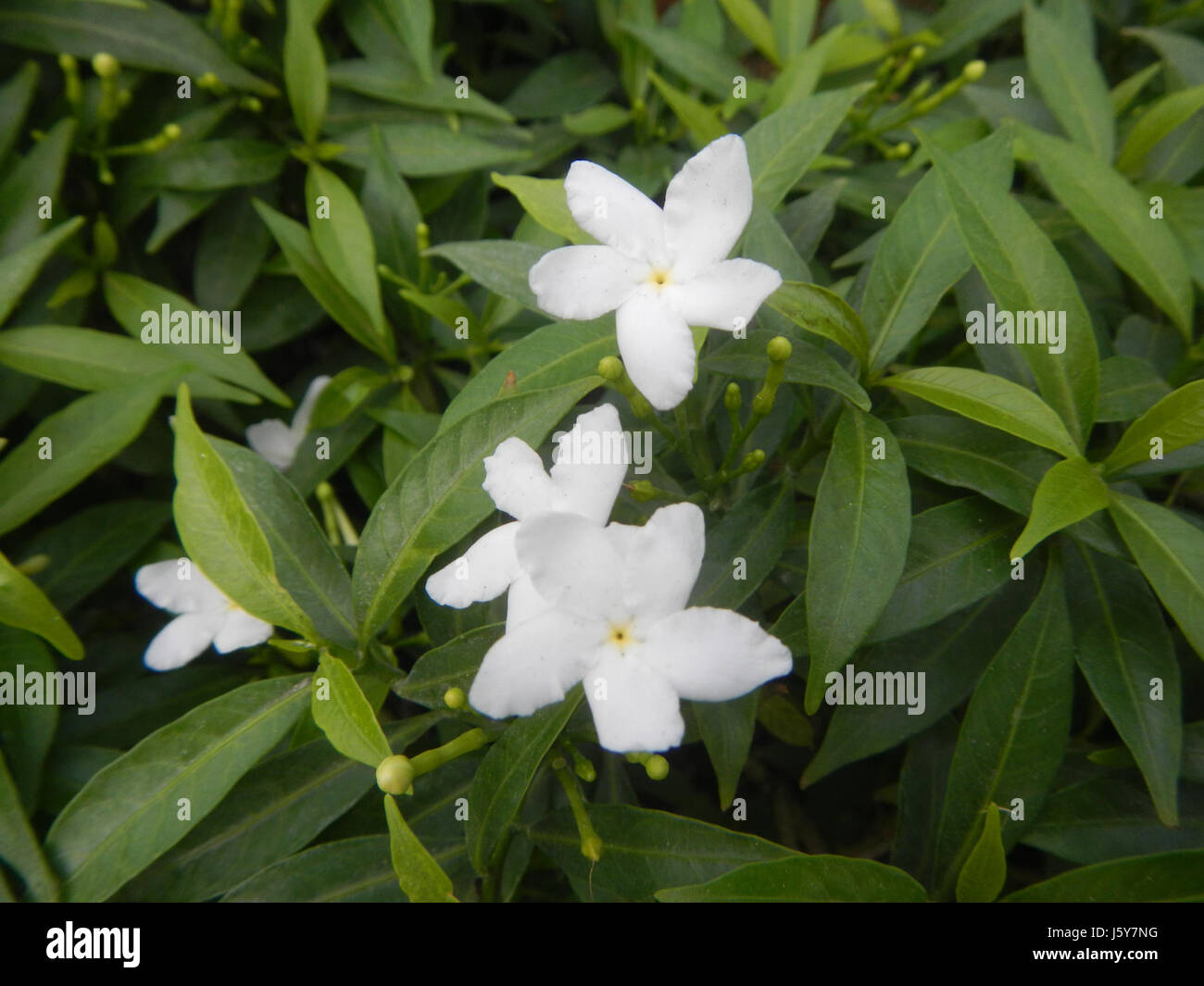 03253 Zwerg Tabernaemontana Pandacaqui Philippinen 03 Stockfoto