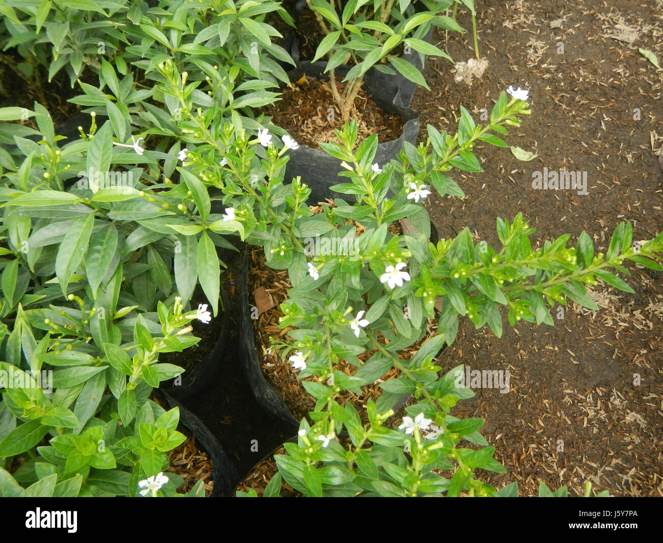 Dies ist eine botanische Referenz auf den Zwerg Tabernaemontana pandacaqui, eine Art, die auf den Philippinen vorkommt. Die Nummer „24“ kann sich auf die Katalog- oder Sammlungsnummer beziehen. Stockfoto