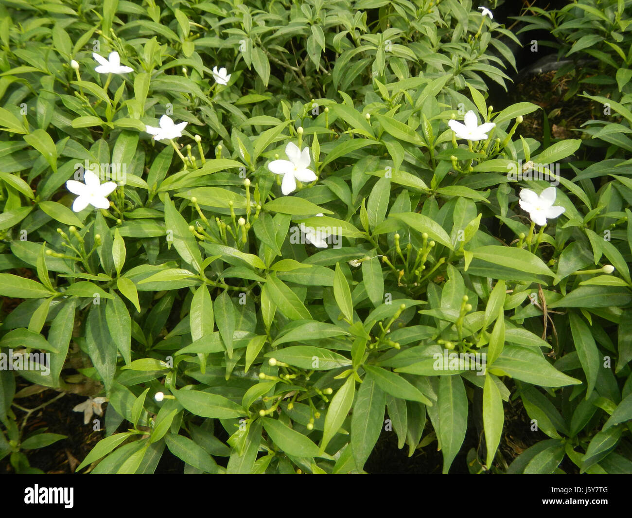 03253 Zwerg Tabernaemontana Pandacaqui Philippinen 32 Stockfoto