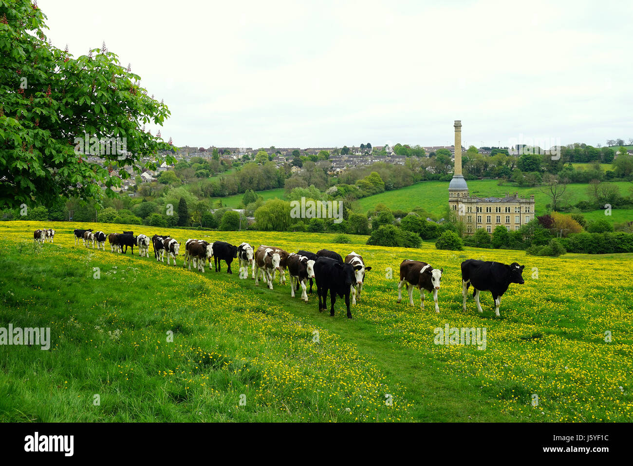 Bis die Kühe kommen Heim - Bliss Mühle, Chipping Norton Stockfoto