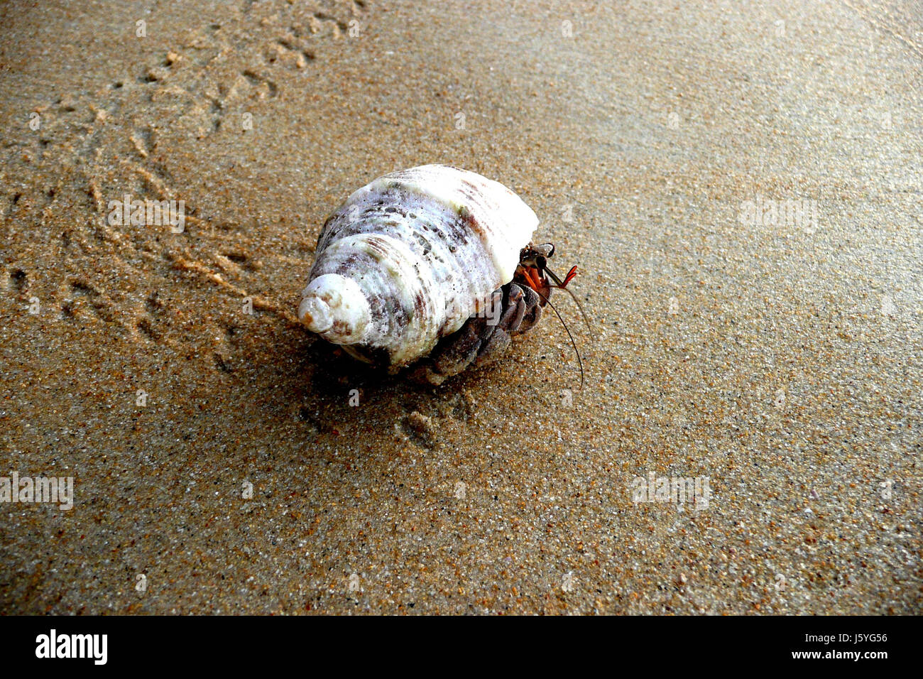 Krebs Krabbe Fauna Tiere Strand Meer Strand Küste Krebs Krabben Krebse Stockfoto
