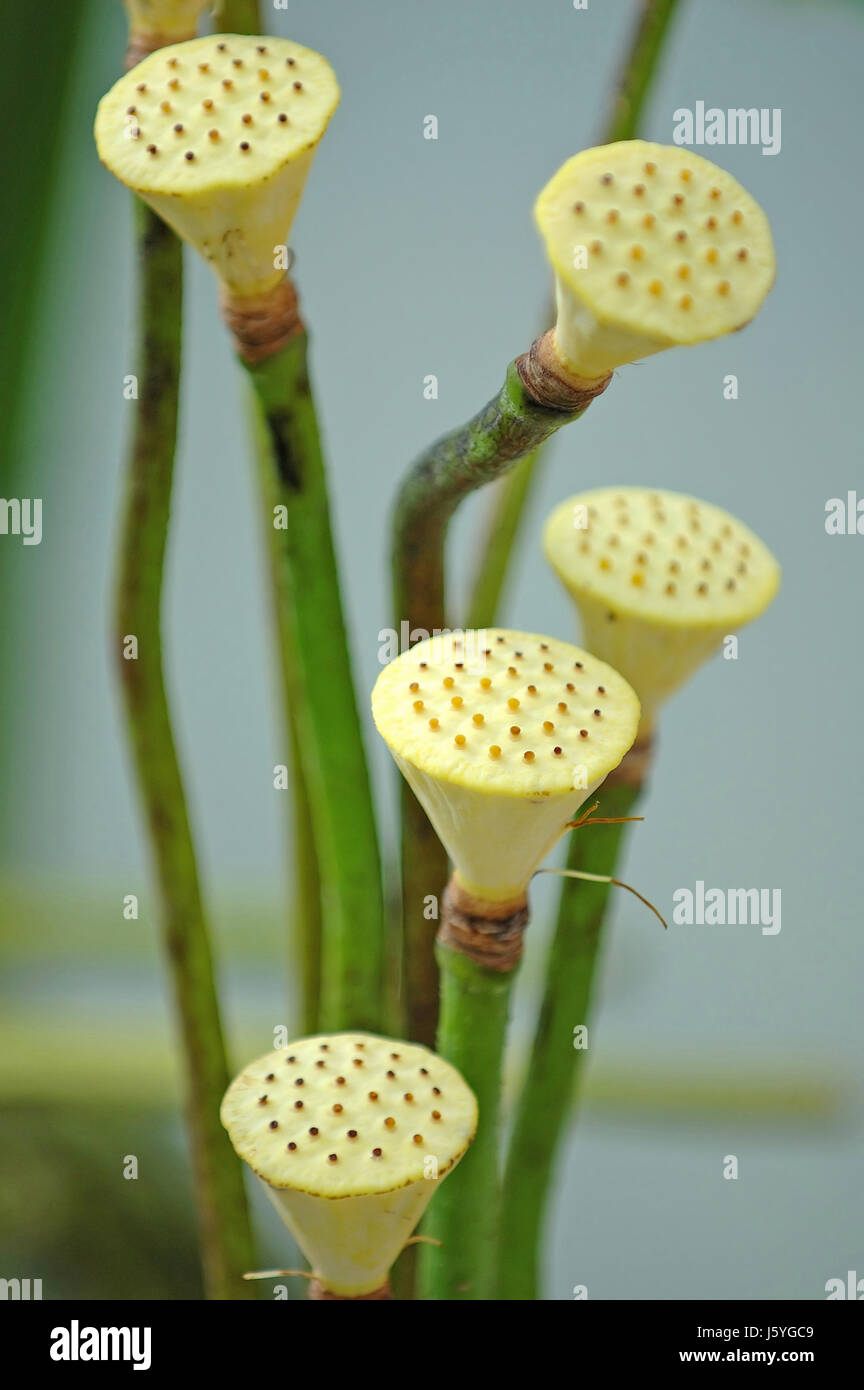 Blume Pflanze Lilie Obst Lotus Biologie Kopf exotischen Samen duftenden botanischen Rasen Stockfoto