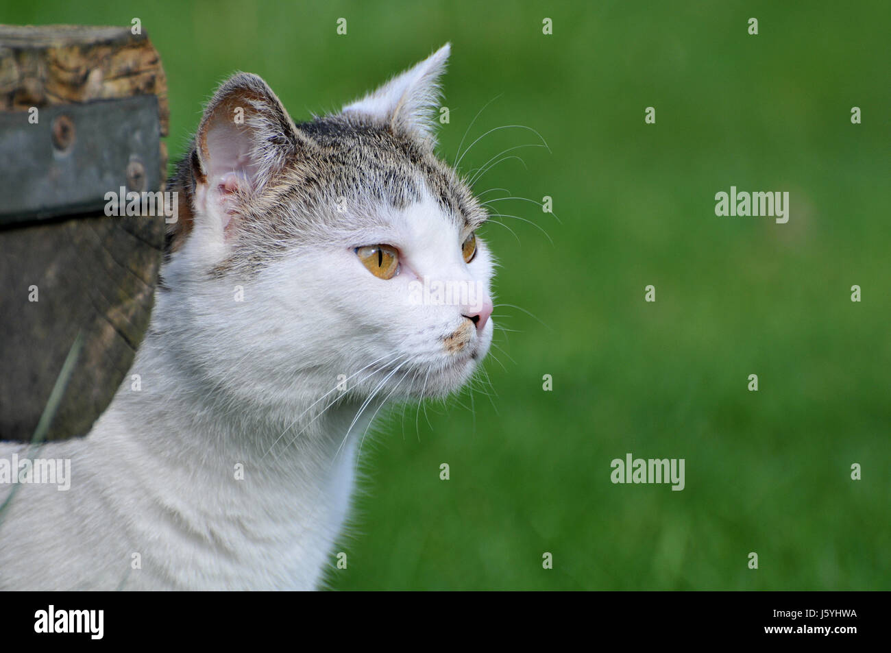 genaueren Blick Stockfoto
