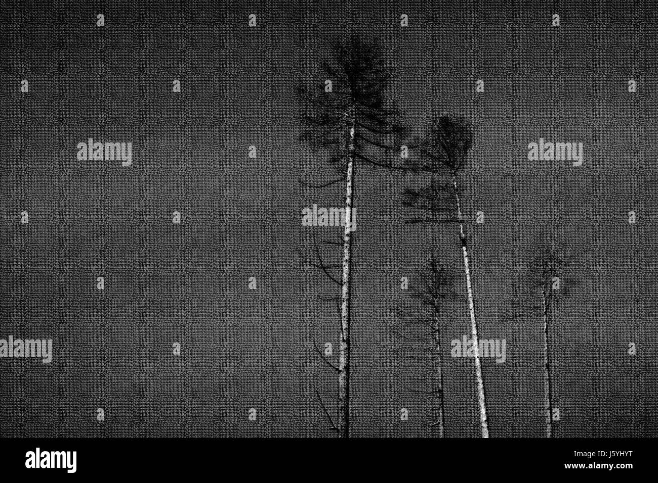 Baum Bäume tree Top lichten stinted Wald Baum Bäume bw schwarz dunkelhäutigen kohlschwarze Stockfoto