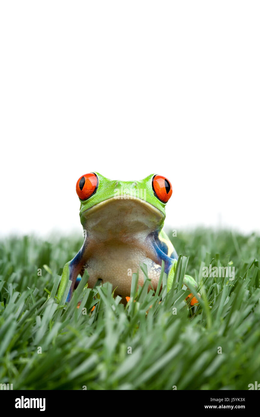 Makro Nahaufnahme Makro Aufnahme hautnah Ansicht isolierten tierischen Amphibien Frosch Stockfoto