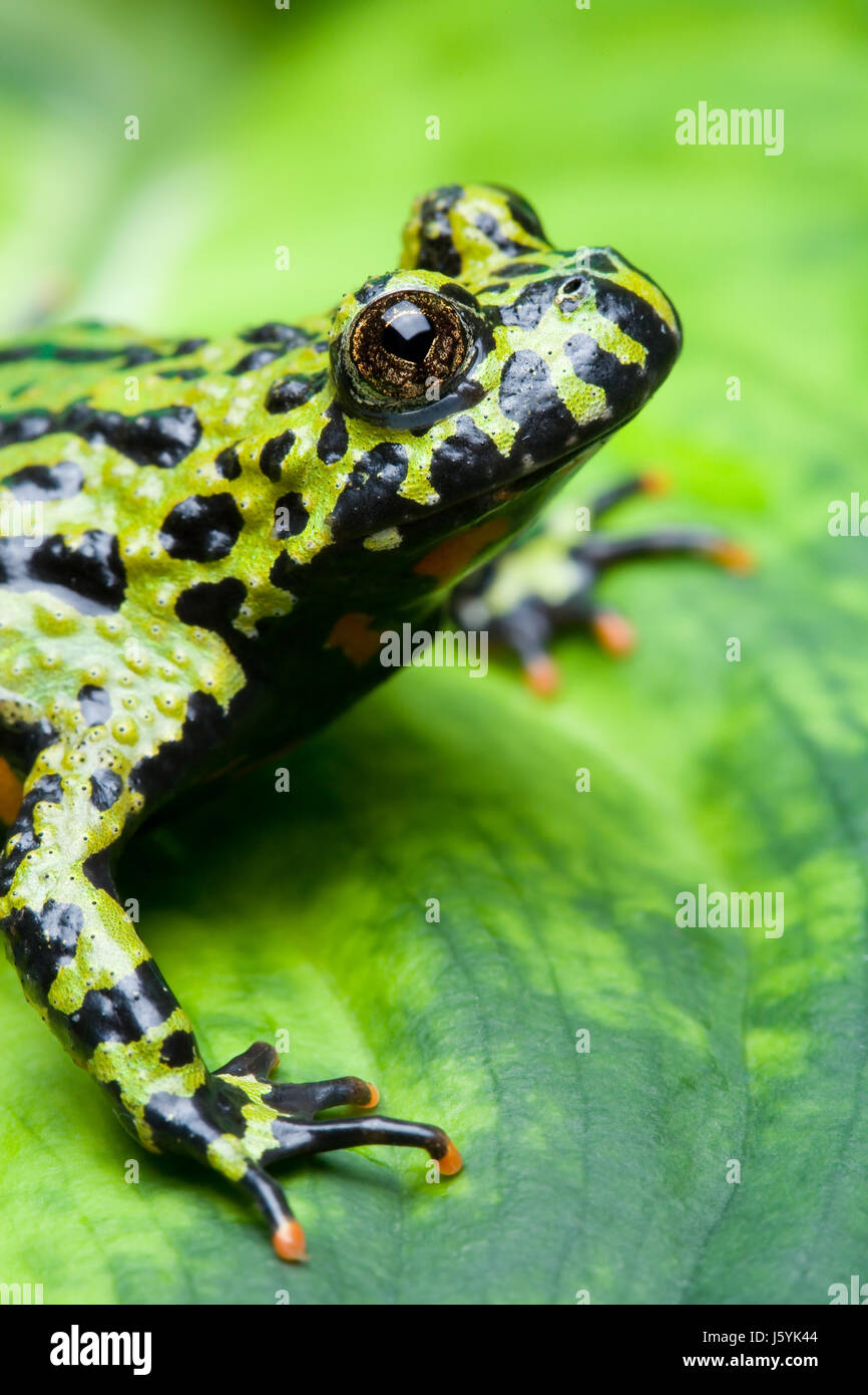 Makro Nahaufnahme Makro Aufnahme Ansicht Tier amphibisch Frosch Tierwelt hautnah Stockfoto