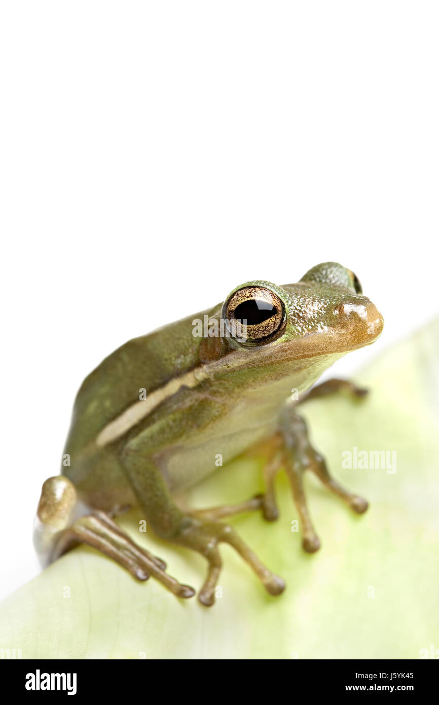 Leaf isolierten tierischen Amphibien Frosch Rasen grün weiß Natur Makro Nahaufnahme Stockfoto