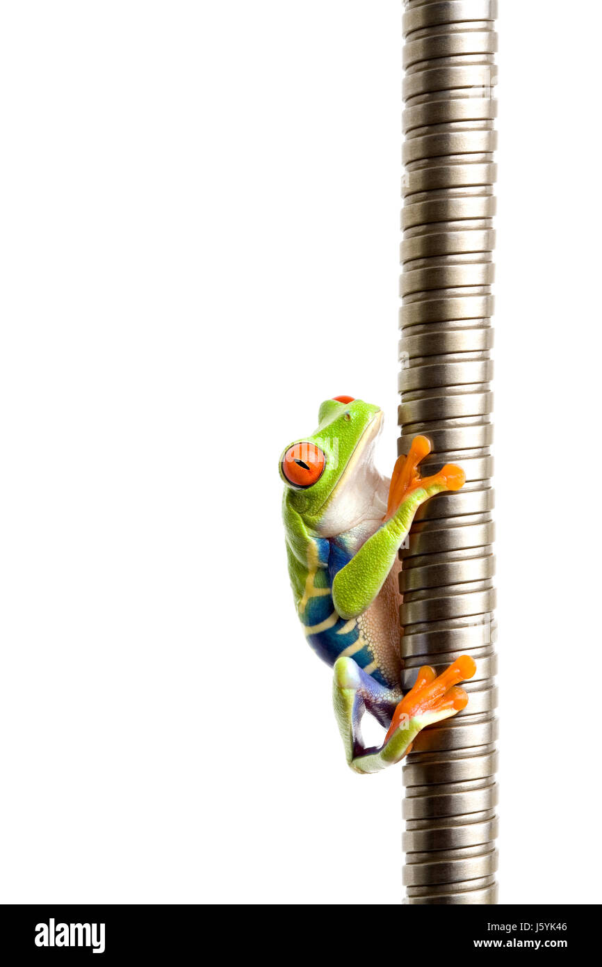 isolierten tierischen grünen Frosch Aufstieg Aufstieg Aufstieg hinauf kraxeln bergauf Lauffläche Stockfoto