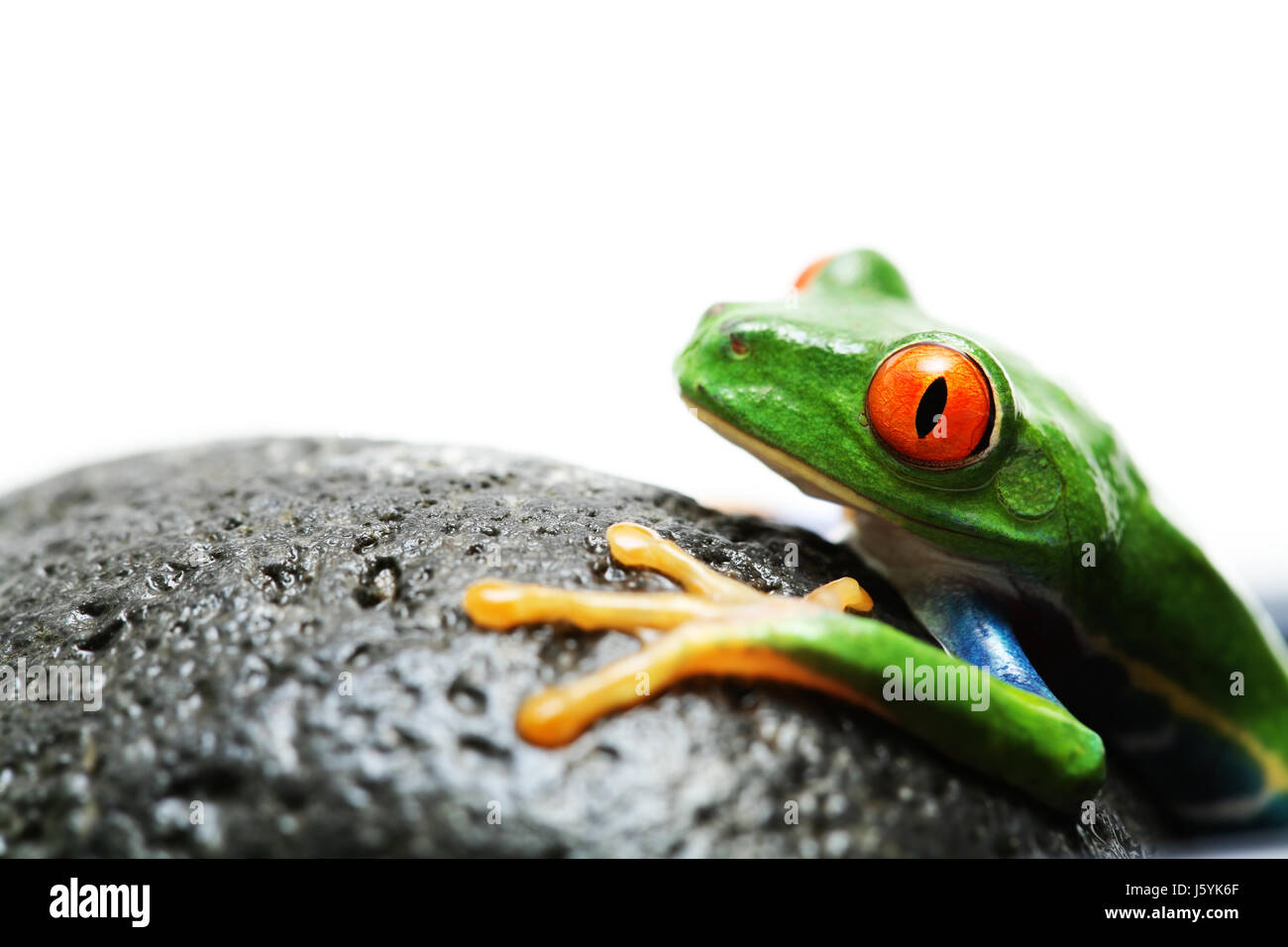 isolierte Nahaufnahme Tier amphibisch grünen Frosch Natur Rock Beine Makro Nahaufnahme Stockfoto
