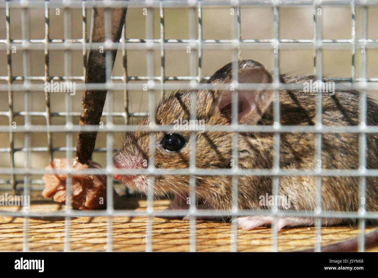 Nager Maus Fällen fangen Mausefalle Feld Wühlmaus Käfig Nager Maus  Schädlinge Käfig Stockfotografie - Alamy