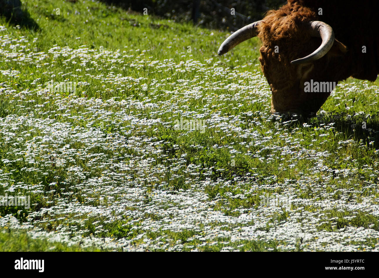 Ferdinand der Stier Stockfotografie Alamy