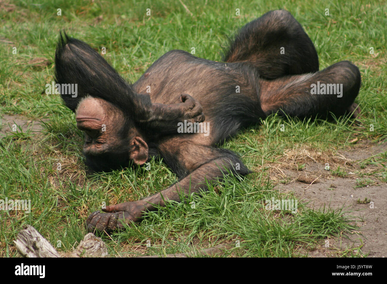 Animal Affe Haut tierisch Schimpansen Menschenaffen Tier wilde Affen Haare Haut Stockfoto