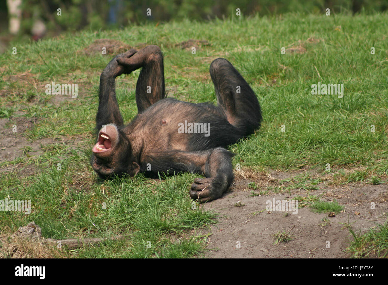 Animal Affe Haut tierisch Schimpansen Menschenaffen Tier wilde Affen Haare Haut Stockfoto