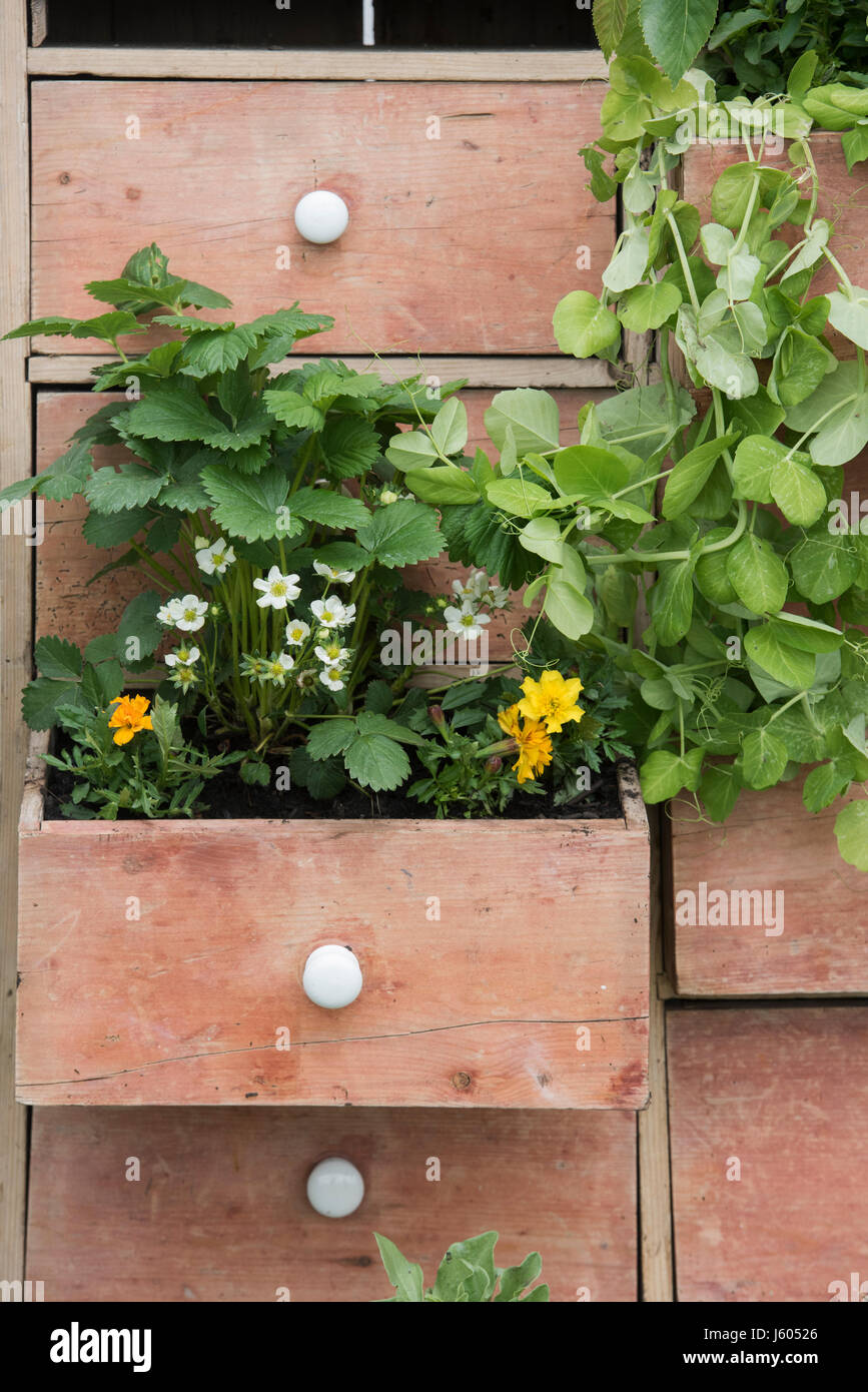 Kommode Blumenausstellung auf einer Frühlingsschau. VEREINIGTES KÖNIGREICH Stockfoto