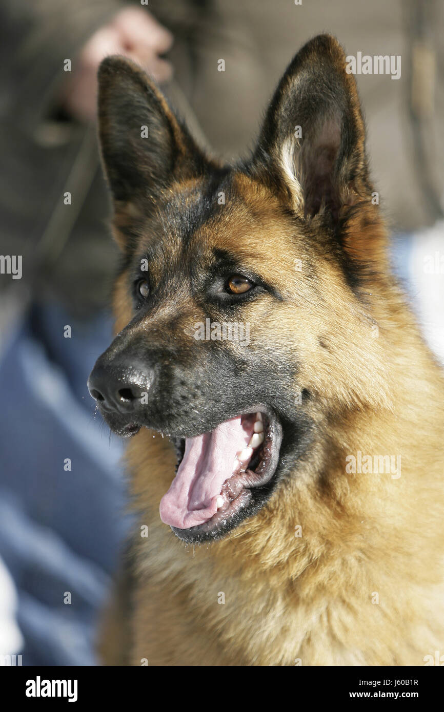 Hund Hunde Deutsche Schlampe Porträt Hund Schäferhunde seitliche Erwachsenen Beute Beute Stockfoto
