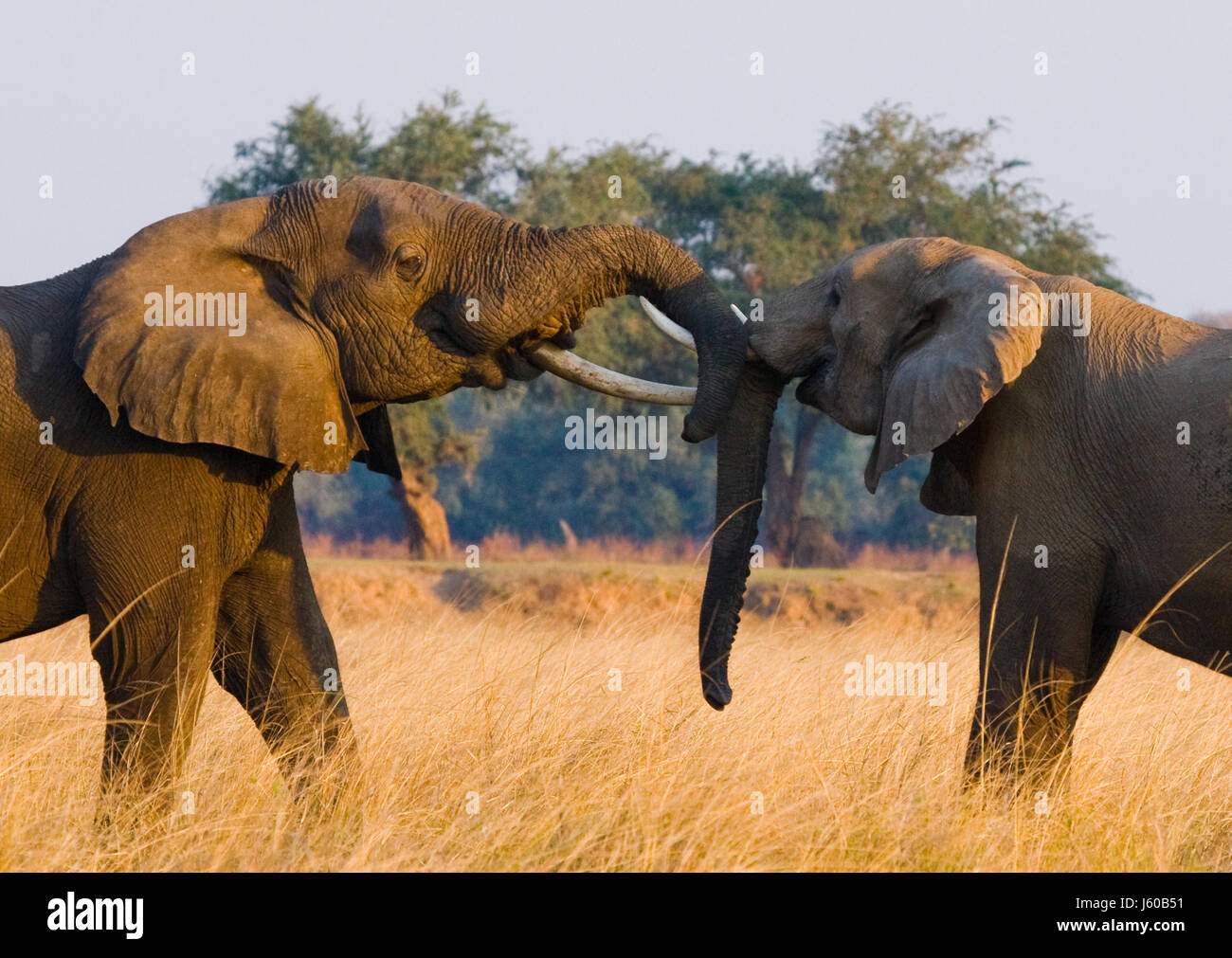 Zwei Elefanten spielen miteinander. Sambia. Unterer Sambesi-Nationalpark. Sambesi Fluss. Stockfoto