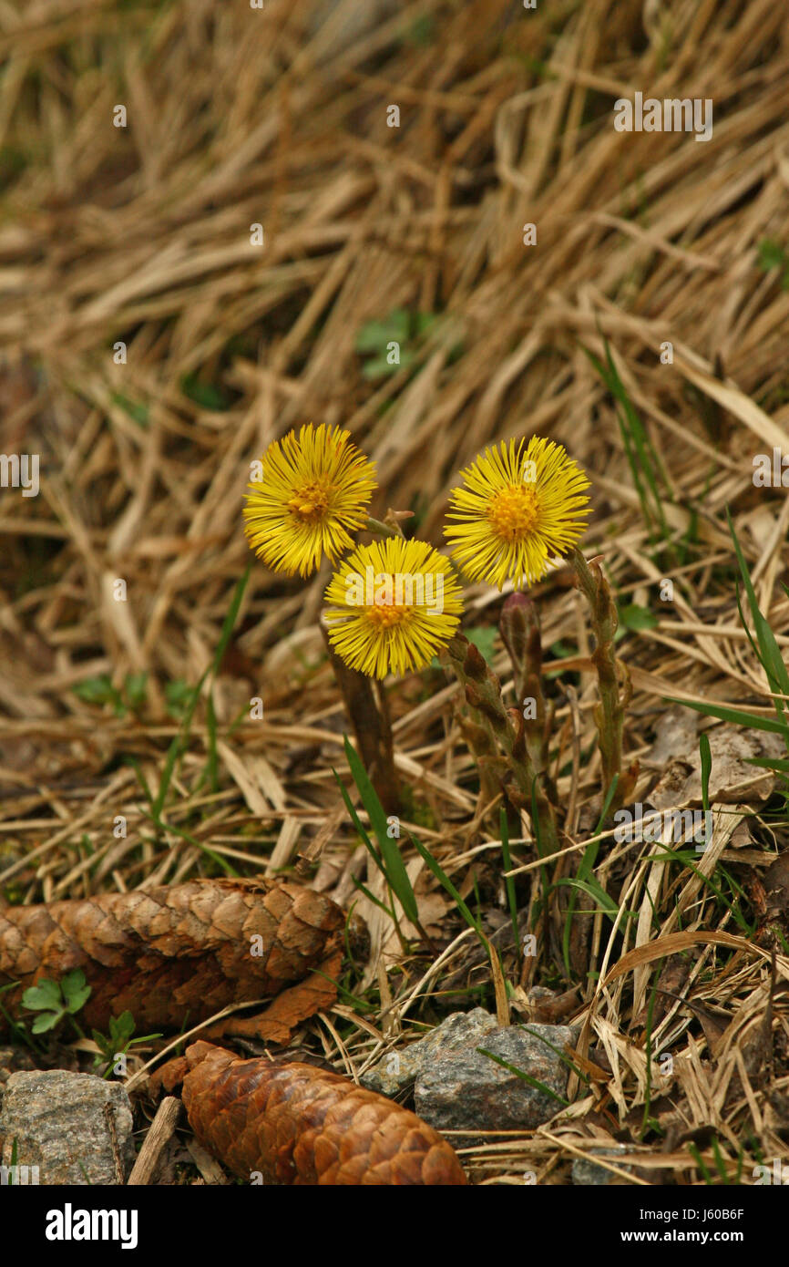 Ein Mittel Gegen Husten Stockfotos und -bilder Kaufen - Alamy