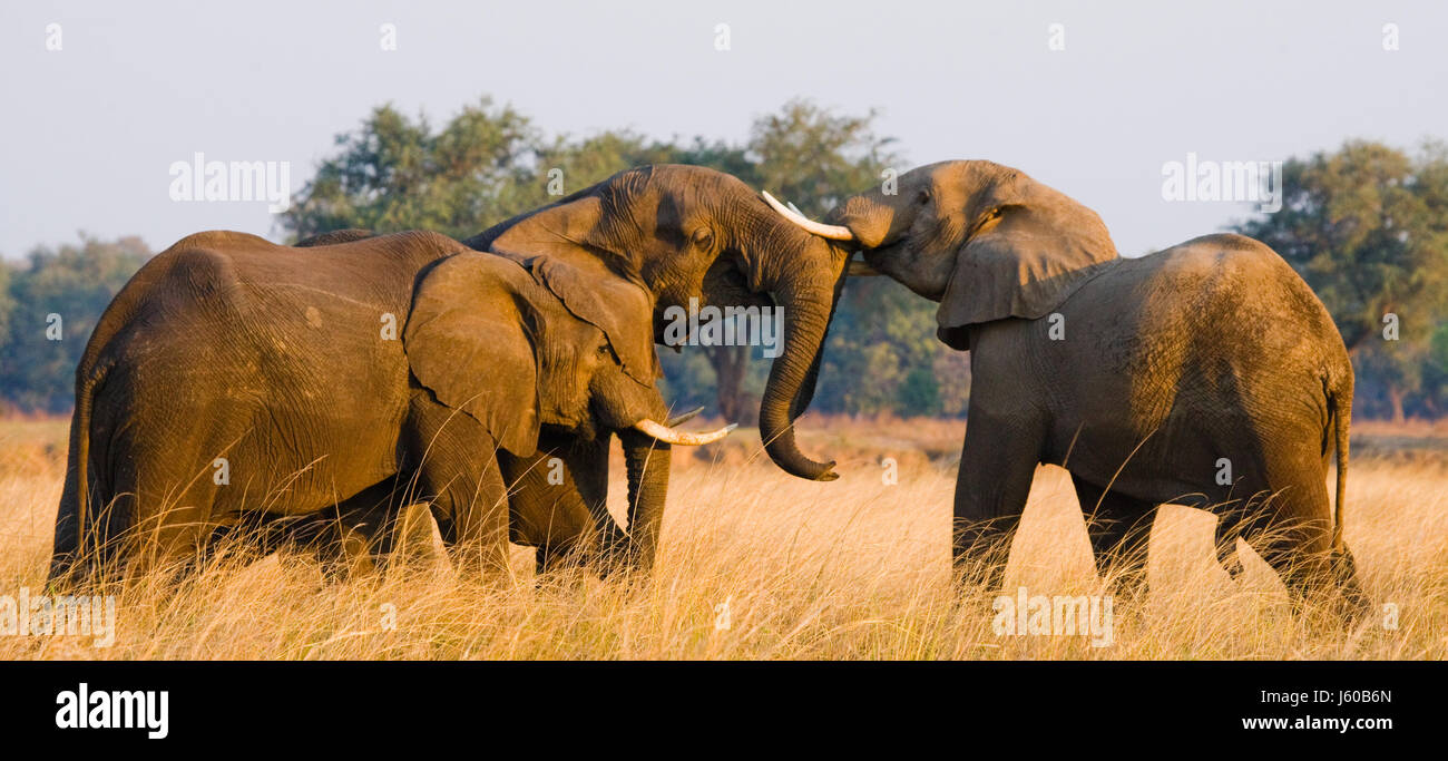 Zwei Elefanten spielen miteinander. Sambia. Unterer Sambesi-Nationalpark. Sambesi Fluss. Stockfoto