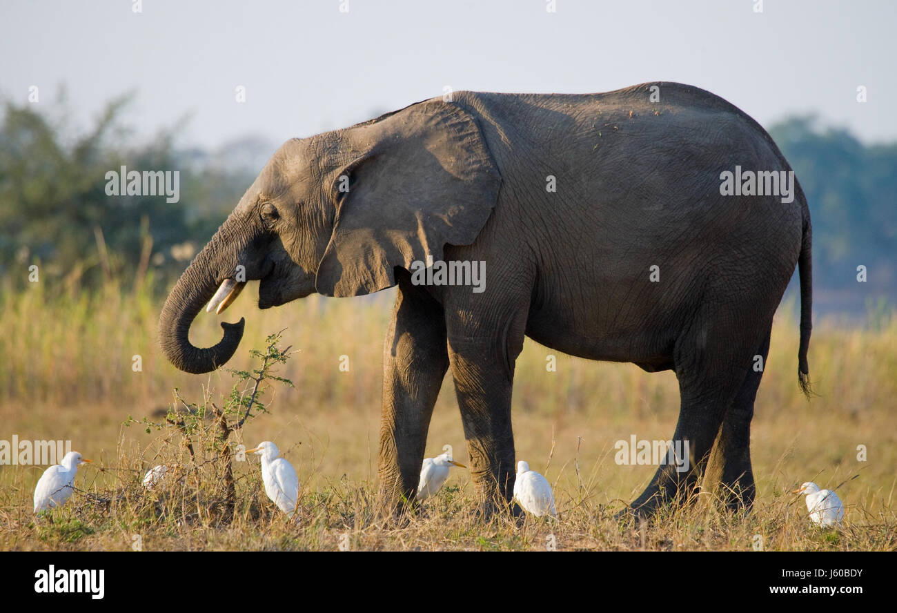 Der Elefant ist von weißen Reihern umgeben. Sambia. Unterer Sambesi-Nationalpark. Sambesi Fluss. Stockfoto