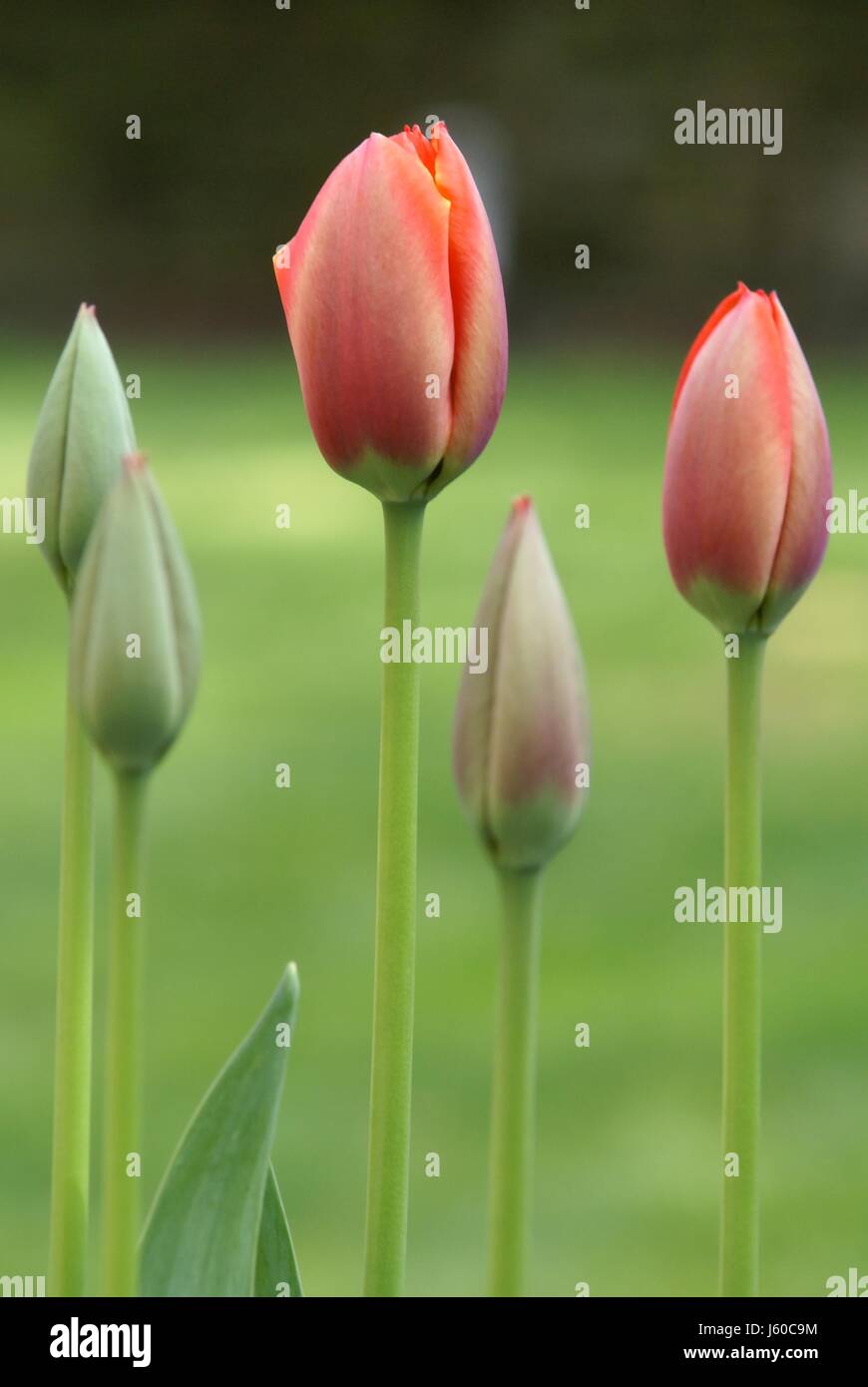 Garten blühen Blüte gedeihen blühende Ostern Frühling Zeile Blume Pflanze Tulpe Stockfoto