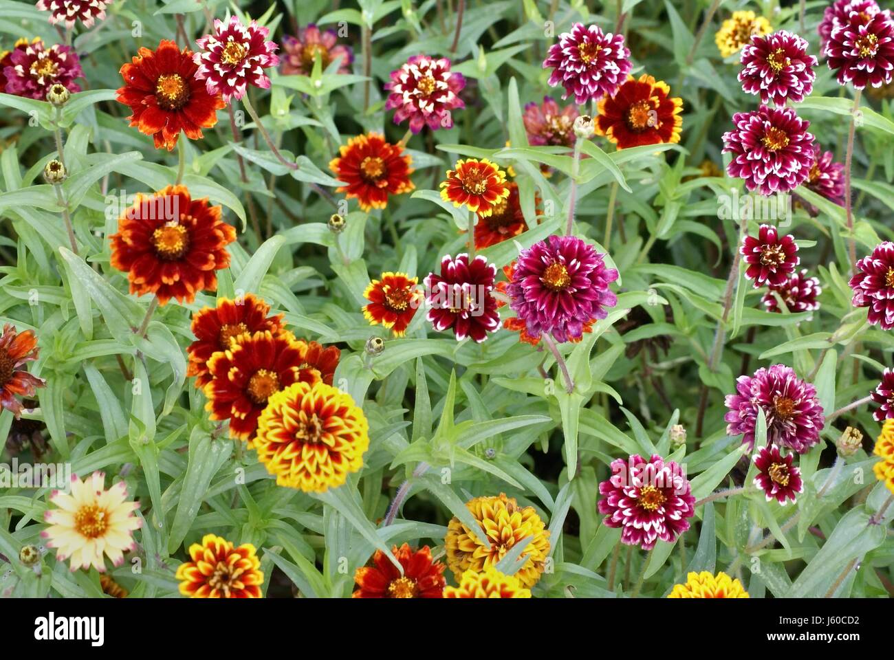 Garten farbig bunte wunderschöne vielfältige farbenprächtige kleine winzige Stockfoto