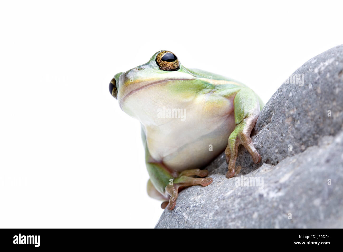 isolierten tierischen Amphibien Frosch Tierwelt Rasen Grün Natur Makro Nahaufnahme Makro Stockfoto
