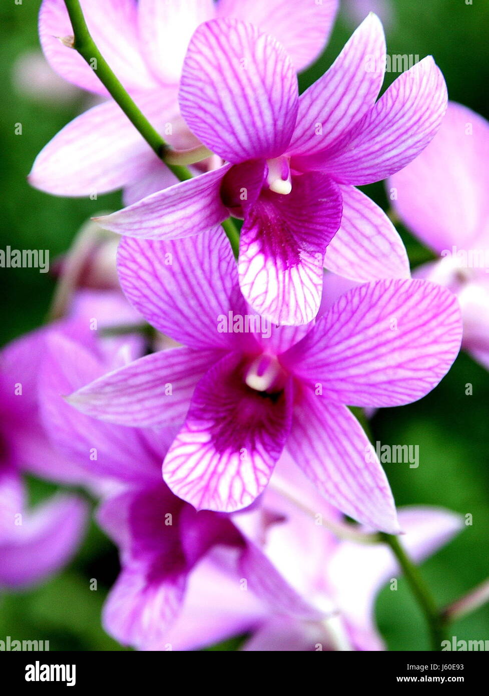 Orchideen Stockfoto