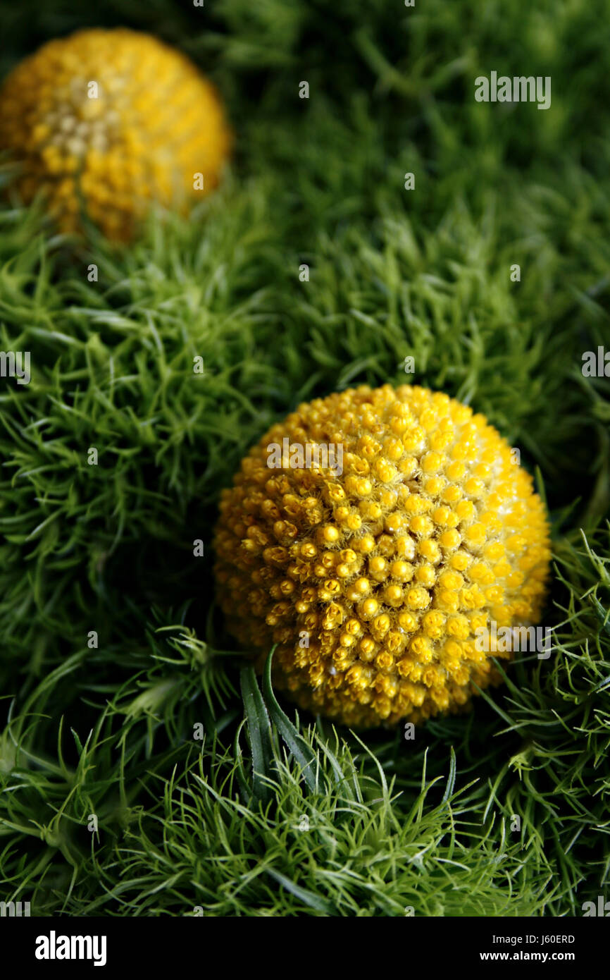 grüne Trommelstock gelbe Blume Pflanze grün pinks schneiden Blume  Trommelstock Stockfotografie - Alamy
