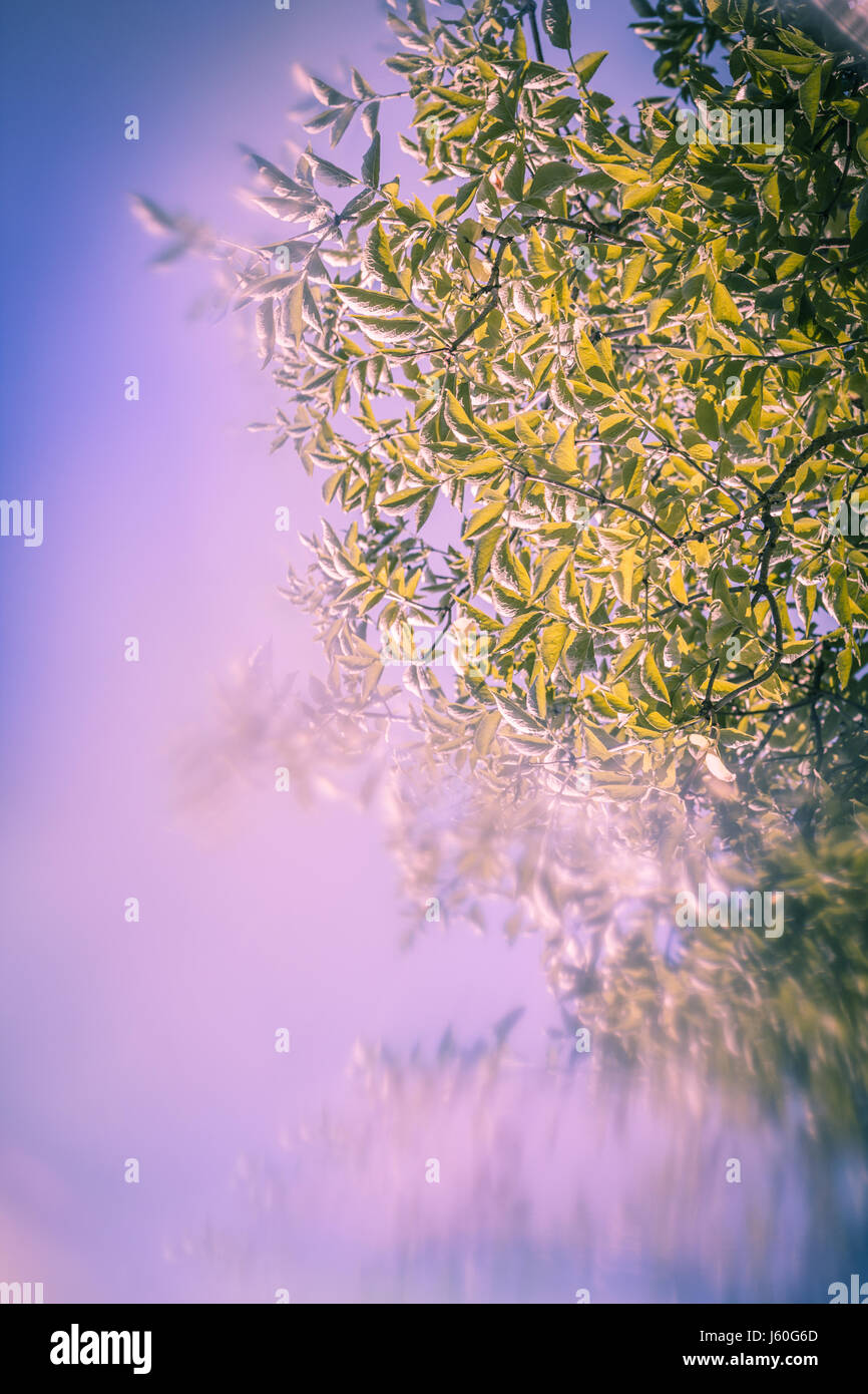 Artistic Frühling Hintergrund mit speziellen Unschärfe-Effekt Stockfoto
