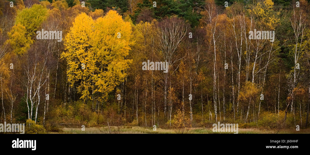 herbstlichen Wald in Schweden Stockfoto