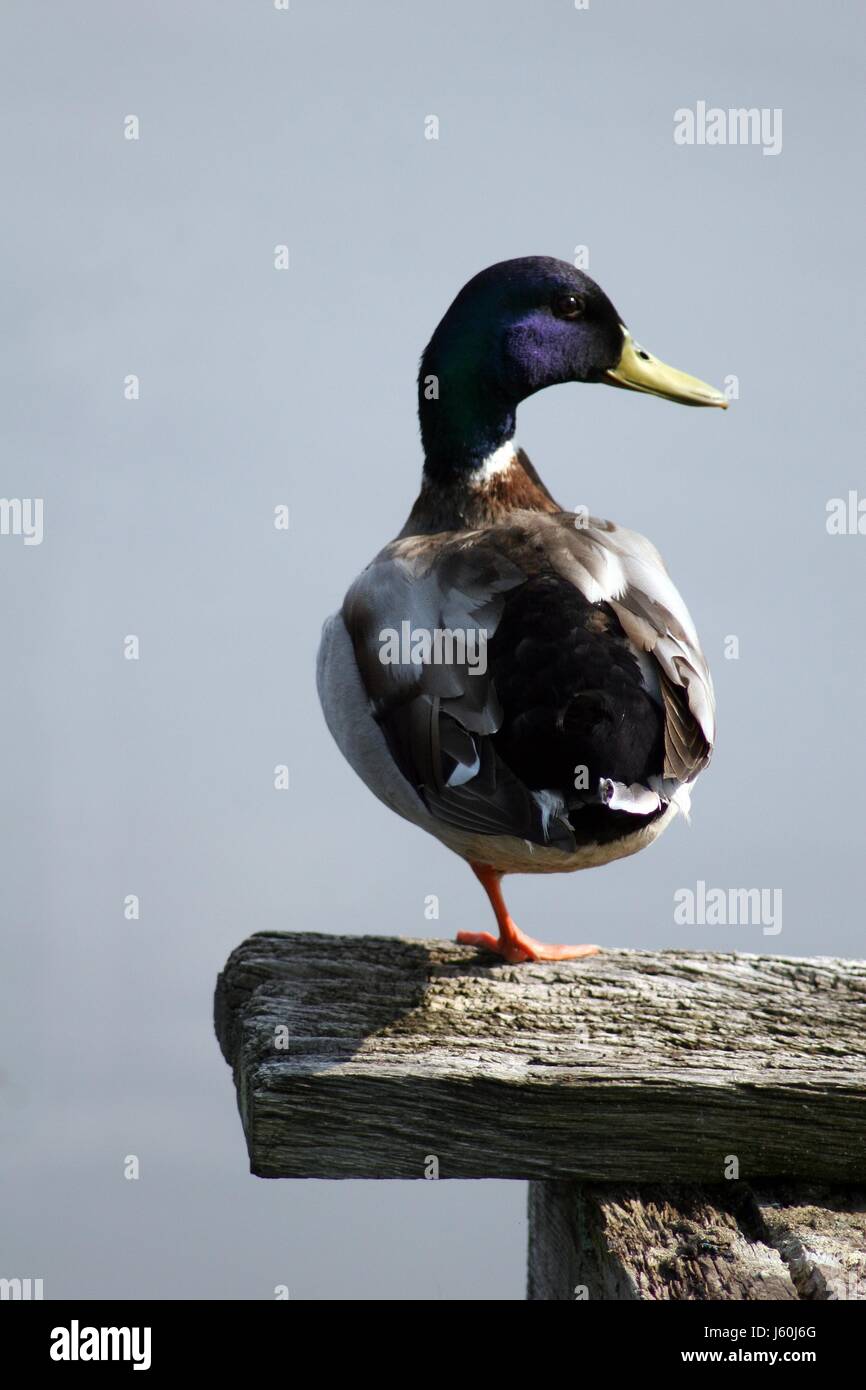 Brücke Fuß Sitz Ente Glanz Drake Mallard Boardwalk blau optional Gewässer Flug Stockfoto